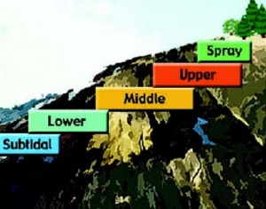 tide_zone_chart