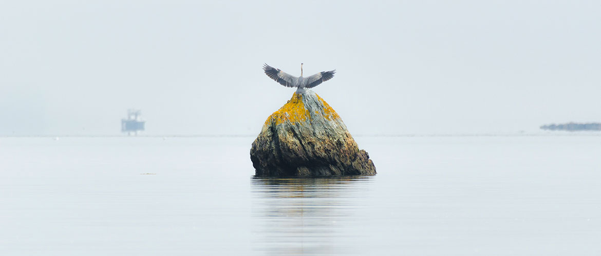 Curtis Cove, Blue Hill Bay by Tate Yoder